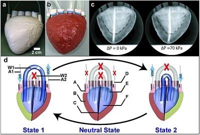Trái tim nhân tạo 3D làm từ bọt xốp.