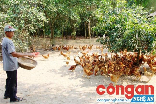 Mô hình kinh tế trang trại mang lại hiệu quả kinh tế cao tại huyện Kỳ Sơn, tỉnh Nghệ An