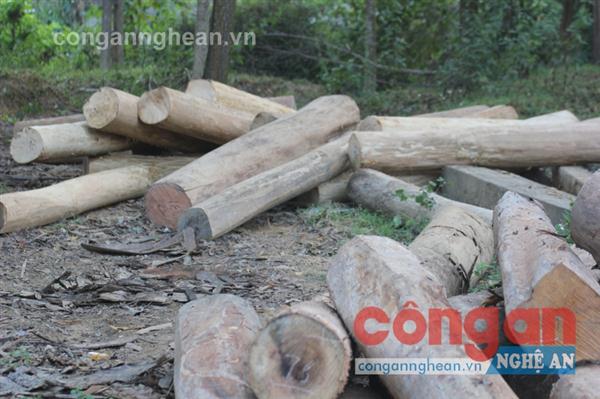 Số gỗ lậu đã bị lực lượng CSGT thu giữ