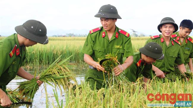 Đoàn viên thanh niên Công an Nghệ An giúp dân thu hoạch lúa bị ảnh hưởng do mưa lũ