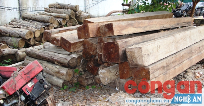 Hàng chục m3 gỗ được vận chuyển, mua bán bất hợp pháp bị Công an huyện Quỳ Hợp phát hiện, tạm giữ