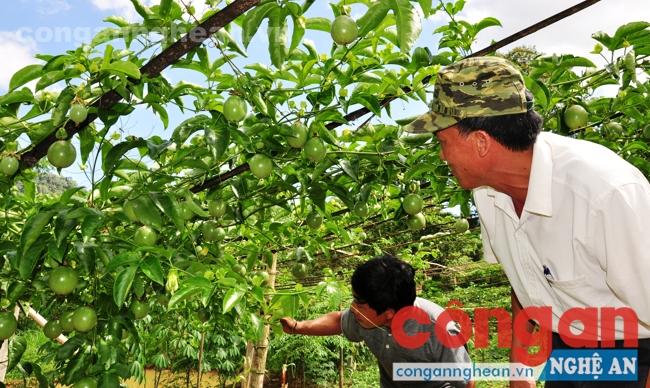 Được sự quan tâm, hỗ trợ sản xuất, anh Vi Thanh Xuân ở bản Hà Sơn, xã Tri Lễ, huyện Quế Phong, tỉnh Nghệ An đã nỗ lực thoát nghèo