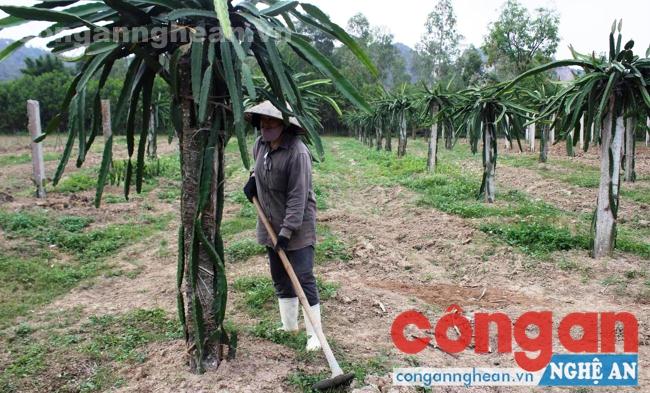 Người dân xã Quỳnh Văn, huyện Quỳnh Lưu cải tạo đất hoang hóa,  phát triển mô hình trang trại cho thu nhập cao