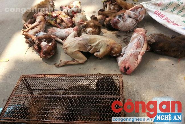 Tang vật trong 1 vụ vận chuyển trái phép động vật hoang dã trên địa bàn xã Diễn Lâm, huyện Diễn Châu bị Phòng Cảnh sát Môi trường thu giữ