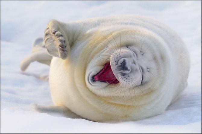 Nụ cười hạnh phúc của chú sư tử biển
