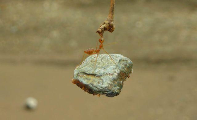  Sức mạnh đáng kinh ngạc của loài kiến nhỏ bé
