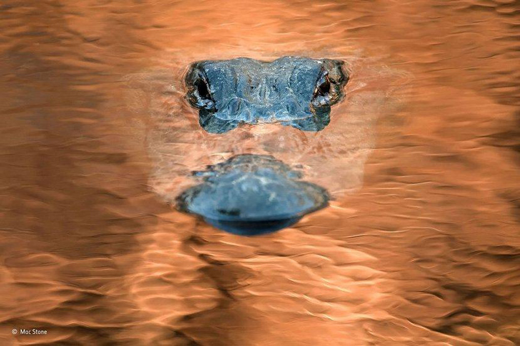  Cá sấu ẩn nấp dưới mặt nước để săn mồi ở khu vực sông Alachua Sink thuộc công viên quốc gia Paynes Prairie, bang Florida (Mỹ). (Ảnh: Mac Stone/NHM)