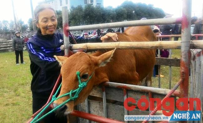 Hội viên Hội cựu TNXP huyện Nghi Lộc nhận bò giống của dự án