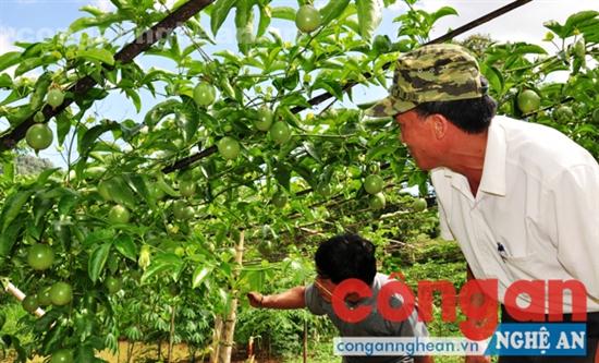  Mô hình trồng chanh leo cho thu nhập cao đang được triển khai rộng khắp ở huyện Quế Phong