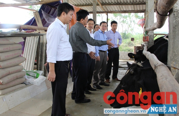 Đồng chí Đinh Viết Hồng, Phó Chủ tịch UBND tỉnh tham quan mô hình phát triển chăn nuôi, xây dựng NTM tại TX Thái Hòa