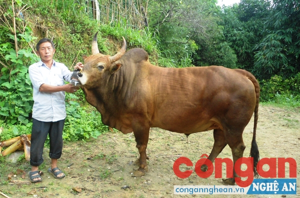  Người dân huyện Kỳ Sơn chăm sóc bò để chuẩn bị cho hội chọi