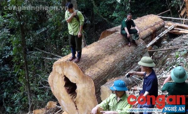 Cây sa mu dầu cổ thụ bị “xẻ thịt” ở sát biên giới Việt - Lào