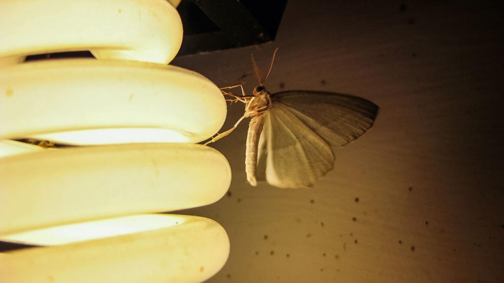 Các loại đèn khác nhau thì khả năng thu hút muỗi cũng khác nhau.