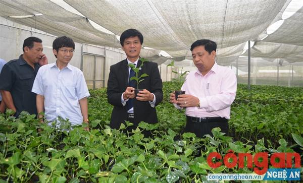 Đồng chí Nguyễn Xuân Đường- Chủ tịch UBND tỉnh cùng đoàn công tác kiểm tra Trại ươm giống cây chanh leo của Công ty CP Đầu tư phát triển nông nghiệp NAPAGA, thuộc Công ty Nafoods đầu tư trên địa bàn huyện Quế Phong