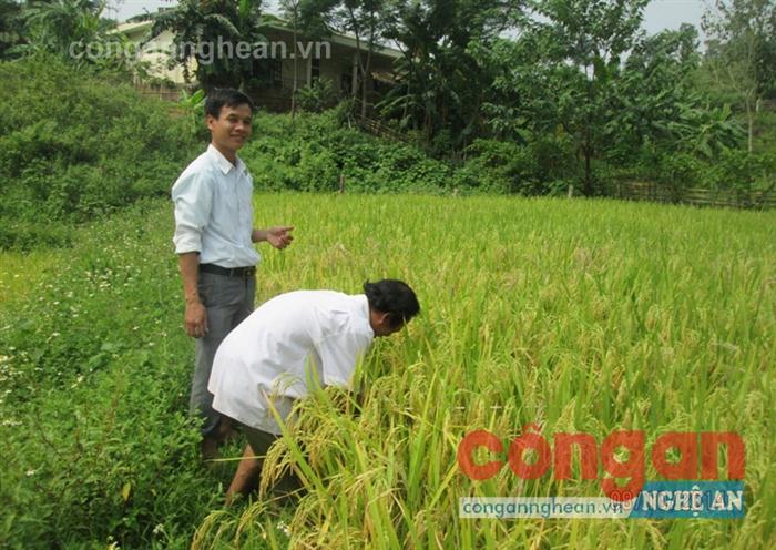 Trí thức trẻ Lương Văn Cảnh (đứng) hướng dẫn người dân Đan Lai  ở xã Thạch Ngàn, huyện Con Cuông kỹ thuật trồng lúa nước