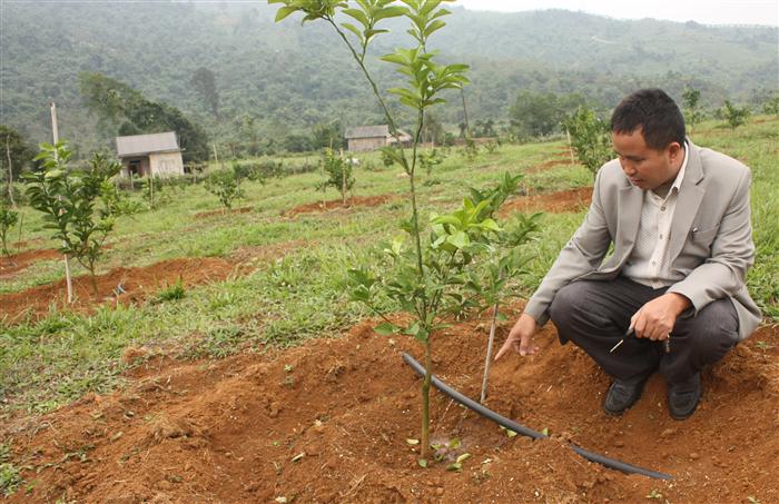 Ứng dụng mô hình tưới nước nhỏ giọt cho cây cam trên địa bàn huyện Quế Phong