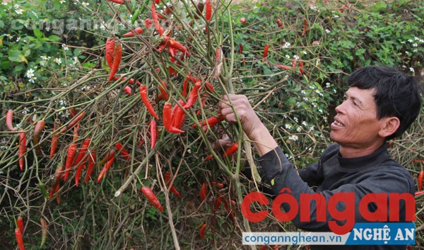 Nhiều hộ nông dân huyện Anh Sơn ngậm ngùi nhổ bỏ cây ớt khi đến kỳ thu hoạch