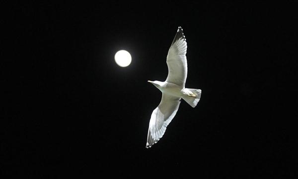  Một chú chim ó biển bay ngang qua Mặt trăng ở Monaco, 20/02/2016.