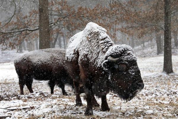Những con bò rừng bizon đi kiếm ăn trong công viên Long Elk dưới trời tuyết rơi ở hạt St. Louis, 10/02/2016.