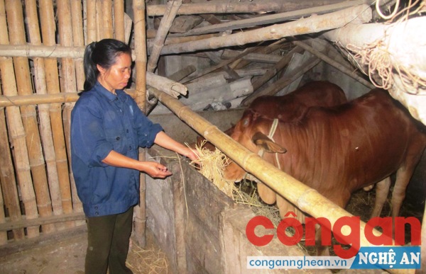 Chị Nguyễn Thị Hường chăm sóc 2 con bò sinh sản của gia đình