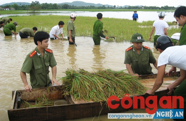 ĐVTN Công an tỉnh giúp dân thu hoạch lúa bị ngập nước