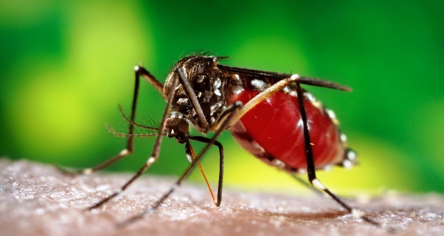  Zika là một loại virus lây truyền qua muỗi Aedes – loại muỗi truyền sốt xuất huyết và sốt vàng da.