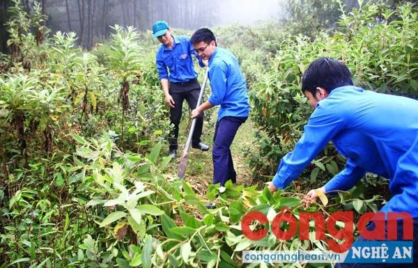 Đoàn viên thanh niên huyện Con Cuông thu dọn thực bì để phòng, chống cháy rừng