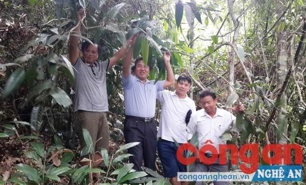 Lãnh đạo huyện Quế Phong tham gia khảo sát cây chè hoa vàng tại xã Đồng Văn