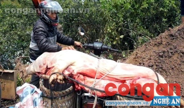 Đối tượng Nguyễn Văn Hồng bị phát hiện khi chưa kịp bán số lợn chết cho người dân (Ảnh Báo Hà Tĩnh)