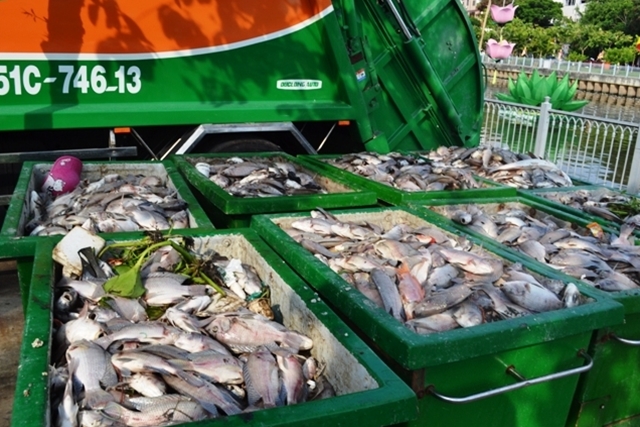 Có khoảng 70 tấn cá chết được công nhân vệ sinh xử lý