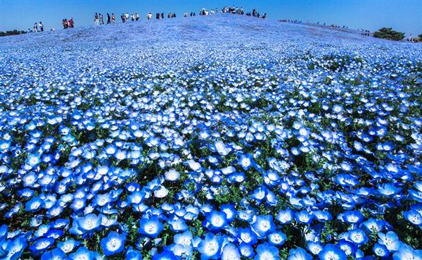 Blue Heaven, Japan - Tác giả: Hidenobu Suzuki