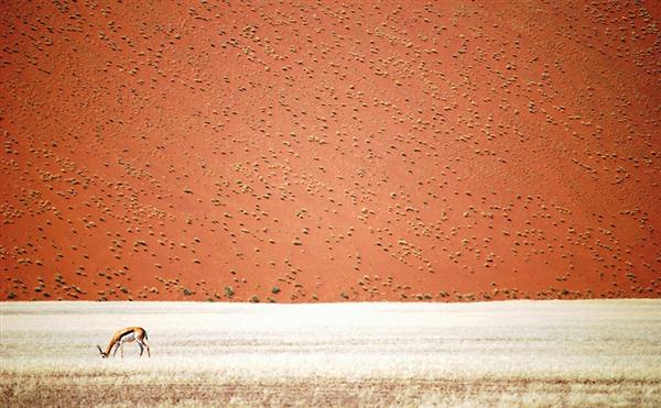 Namibian Desert, Namibia - Tác giả: Doris Landertinger