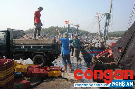 Thương lái thu mua cá tại cảng Lạch Quèn, huyện Quỳnh Lưu