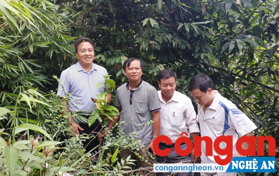 Lãnh đạo huyện Quế Phong khảo sát cây dược liệu trên địa bàn