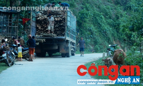 Thương lái thu mua cây Ba Chạc ở xã Châu Phong, huyện Quỳ Châu