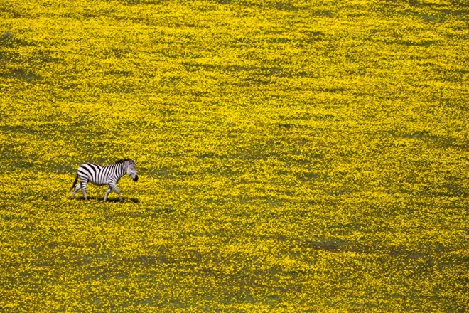 Chú ngựa vằn cô đơn giữa cánh đồng hoa gần công viên quốc gia Serengeti, Tanzania. Ảnh: Yuval Ofek.