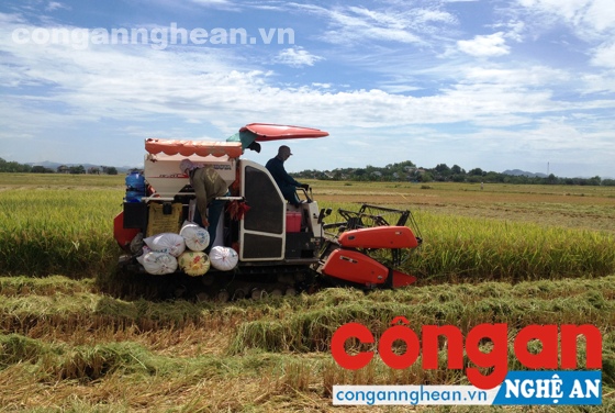  Người dân huyện Đô Lương đưa máy móc vào thu hoạch lúa vụ Xuân 2016.