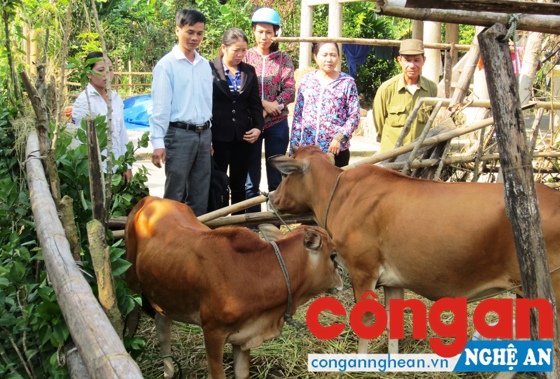 Cán bộ tri thức trẻ huyện Con Cuông hướng dẫn người dân chăm sóc đàn gia súc.