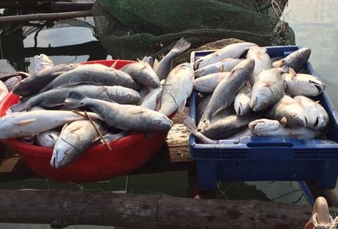 Cá nuôi gần khu vực cửa biển Thuận An bị chết, được vớt đưa vào bờ tiêu hủy.