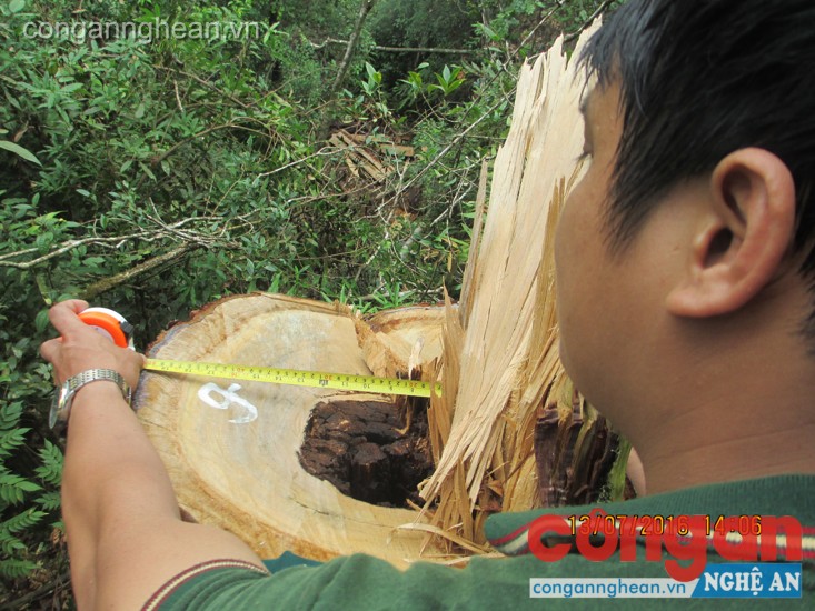 Lực lượng chức năng huyện Quế Phong kiểm đếm số gỗ bị khai thác, chặt phá trong Khu BTTN Pù Hoạt