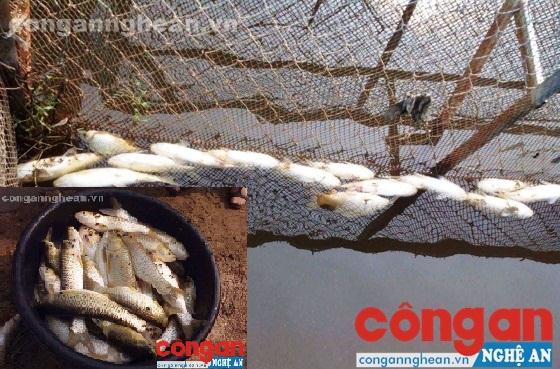 Nhiều hộ nuôi cá lồng trên sông Bùng bị thiệt hại nặng do cá chết bất thường