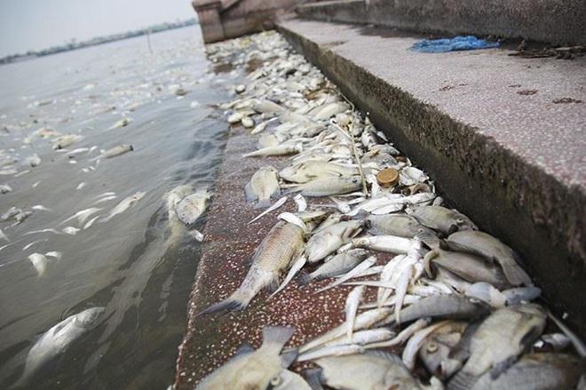 Cá chết hàng loạt tại Hồ Tây. 