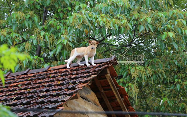 Một chú chó tránh lũ trên nóc nhà. Ảnh: Vietnamnet