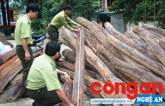 Cán bộ Hạt Kiểm lâm huyện Kỳ Sơn kiểm đếm số gỗ sau khi trục vớt