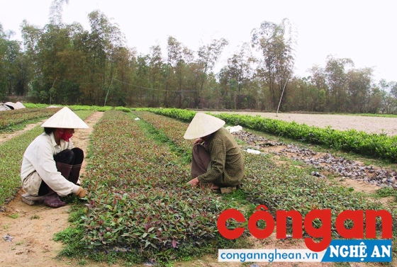 Người dân xã Ngọc Sơn, huyện Quỳnh Lưu ươm giống cây lâm nghiệp 