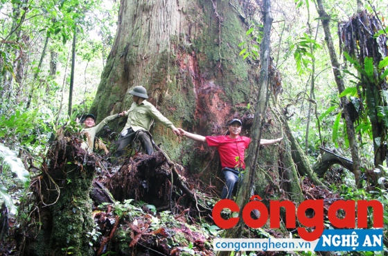  Quần thể cây sa mu dầu khổng lồ thuộc Khu BTTN Pù Hoạt có tuổi đời hàng trăm năm đang được bảo tồn, bảo vệ nghiêm ngặt