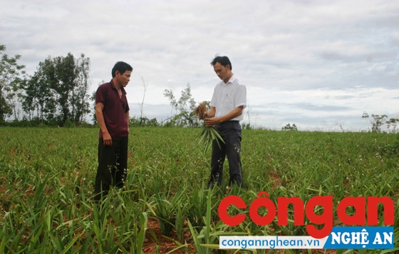 Ông Lê Văn Sơn ở xã Quỳnh Thắng đang được cán bộ khuyến nông địa phương hướng dẫn cách chăm sóc cây hương bài