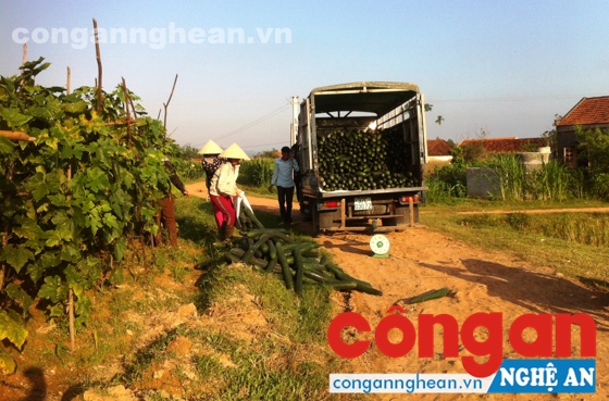 Thương lái thu mua rau sạch của người dân xã miền núi Quỳnh Thắng (Quỳnh Lưu)