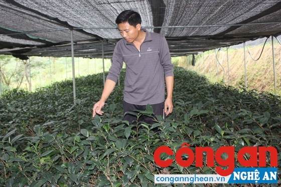 Tổng đội TNXP 10 tuyển chọn, ươm giống chè Tuyết Shan để trồng nhân rộng ở xã Na Ngoi, huyện Kỳ Sơn