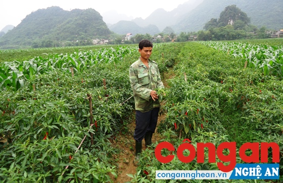 Nhờ tích tụ ruộng đất, nông dân xã Bồng Khê, huyện Con Cuông trồng ớt cho thu nhập cao
